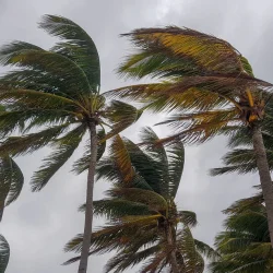 palm fronds 1024x1024